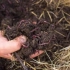 Kako uporabiti biohumus - podrobna navodila za uporabo gnojil